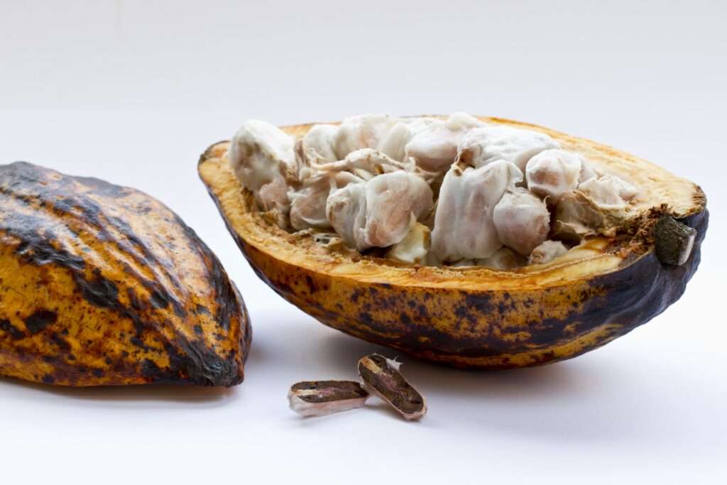 Fève de cacao