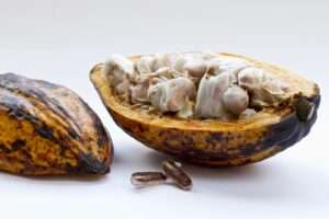 Fève de cacao